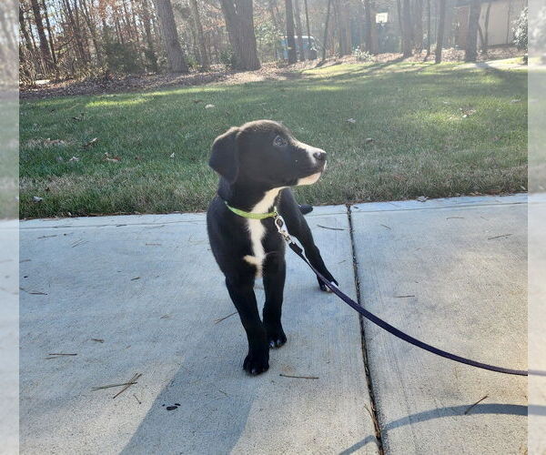 Medium Photo #3 Labrador Retriever-Unknown Mix Puppy For Sale in Mooresville, NC, USA
