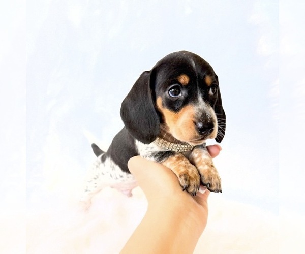 Medium Photo #4 Dachshund Puppy For Sale in DAVIS, CA, USA