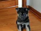 Small Photo #1 German Shepherd Dog Puppy For Sale in ARTHUR, IL, USA