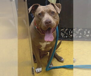 Mutt Dogs for adoption in Sacramento, CA, USA