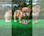 Small #3 French Bulldog