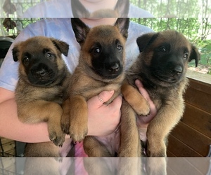 Belgian Malinois Puppy for sale in ROCKY MOUNT, VA, USA