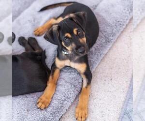 Mutt Dogs for adoption in San Diego, CA, USA