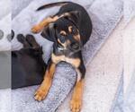 Dancer Pup - Disco - Male Mutt Dog for Adoption - Small photo