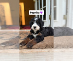 Small #1 Bernedoodle (Miniature)