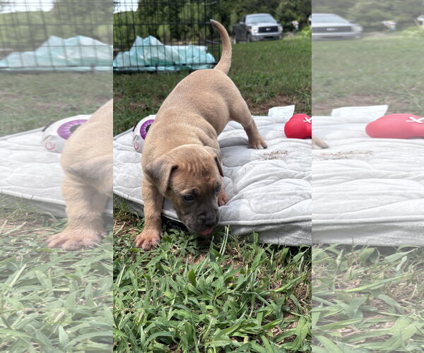 Medium Photo #1 American Staffordshire Terrier-Unknown Mix Puppy For Sale in Holly Springs, NC, USA