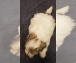 Small Photo #5 Zuchon Puppy For Sale in SHAWNEE, KS, USA