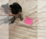 Small Photo #3 German Shorthaired Pointer Puppy For Sale in OXFORD, FL, USA