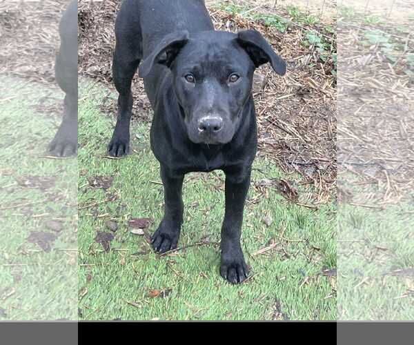 Medium Photo #2 Labrador Retriever-Unknown Mix Puppy For Sale in Tracy City, TN, USA