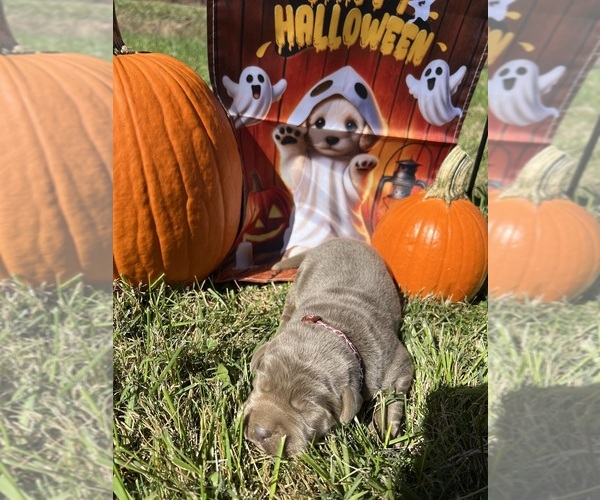 Medium Photo #2 Labrador Retriever Puppy For Sale in NEOLA, WV, USA