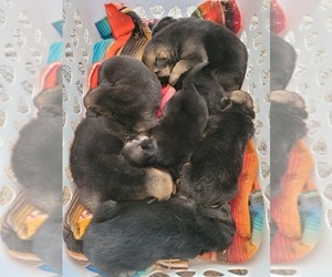 German Shepherd Dog Puppy for sale in FAIRFIELD, IL, USA