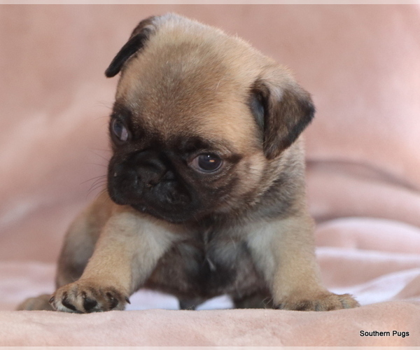 Medium Photo #4 Pug Puppy For Sale in WINNSBORO, TX, USA