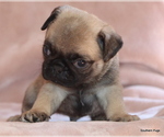 Small #3 Pug