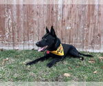 Small #3 Labrador Retriever Mix