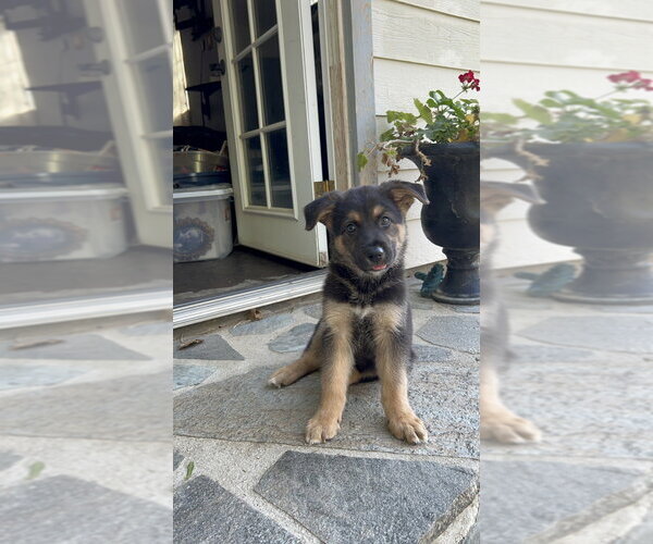 Medium Photo #4 German Shepherd Dog-Unknown Mix Puppy For Sale in Dana Point, CA, USA