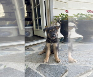 Malloy - Male German Shepherd Dog-Unknown Mix Dog for Adoption - Photo #4