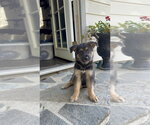 Small Photo #4 German Shepherd Dog-Unknown Mix Puppy For Sale in Dana Point, CA, USA