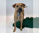 Small #4 Labrador Retriever Mix