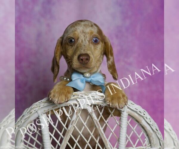 Medium Photo #7 Dachshund Puppy For Sale in WARSAW, IN, USA