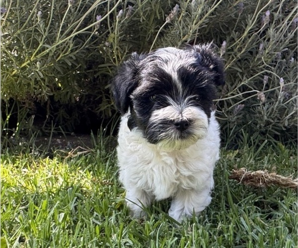 Medium Photo #5 Havanese Puppy For Sale in BRISBANE, CA, USA