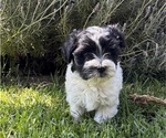Small #4 Havanese