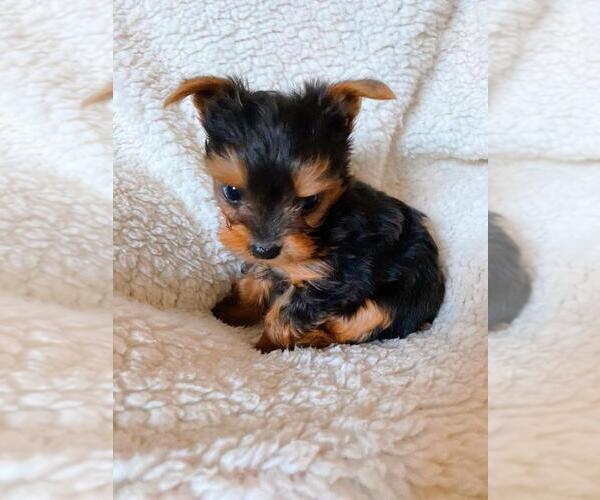 Medium Photo #8 Yorkshire Terrier Puppy For Sale in KLEIN, TX, USA