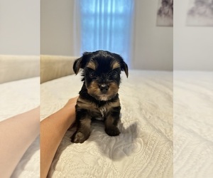 Yorkshire Terrier Puppy for sale in WEST HARTFORD, CT, USA