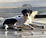 Small Photo #1 Australian Mountain Dog Puppy For Sale in FISHERVILLE, TN, USA