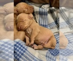 Small Photo #4 Vizsla Puppy For Sale in CLEMONS, IA, USA