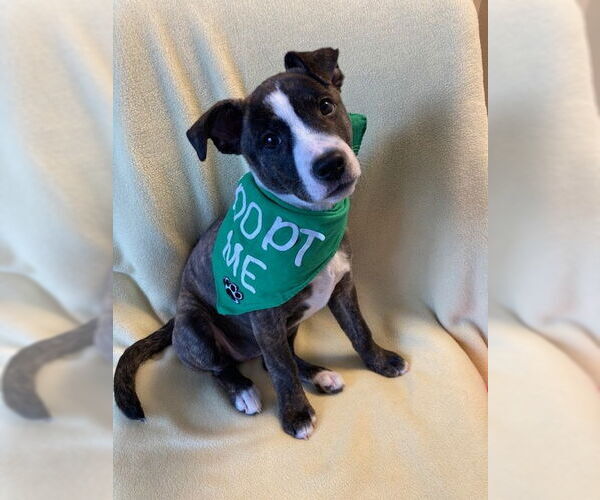 Medium Photo #3 Mutt Puppy For Sale in Plainfield, IL, USA