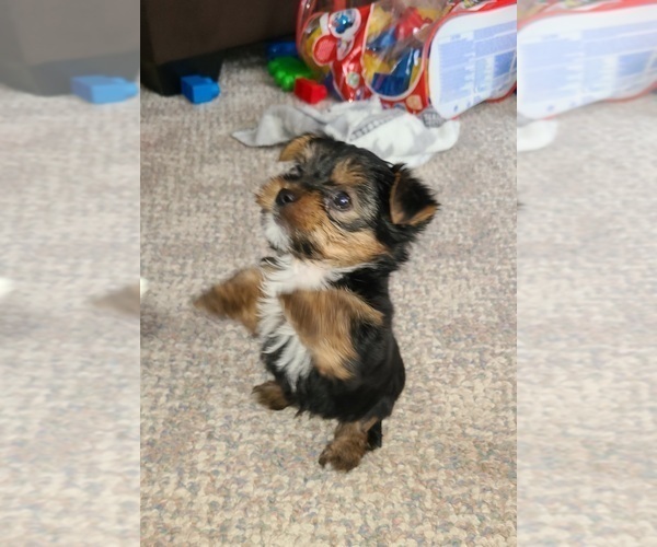 Medium Photo #1 Yorkshire Terrier Puppy For Sale in STACY, MN, USA