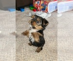 Small Photo #1 Yorkshire Terrier Puppy For Sale in STACY, MN, USA