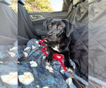 Small #1 Labrador Retriever Mix
