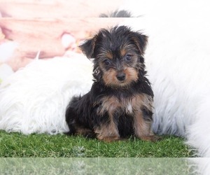 Medium Yorkshire Terrier