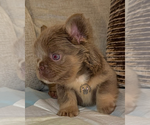 Small #2 French Bulldog