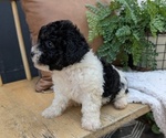 Small #3 Poovanese