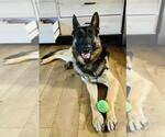 Small #1 German Shepherd Dog