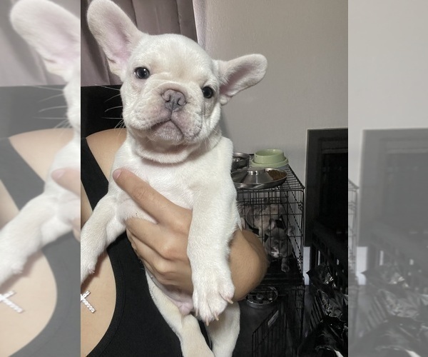 Medium Photo #34 French Bulldog Puppy For Sale in SAN BERNARDINO, CA, USA