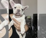 Small Photo #34 French Bulldog Puppy For Sale in SAN BERNARDINO, CA, USA