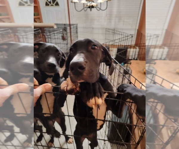 Medium Photo #16 Great Dane Puppy For Sale in CANTONMENT, FL, USA