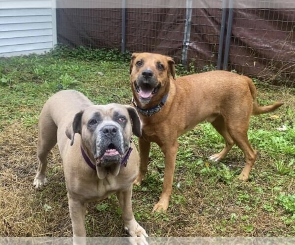 Medium Photo #3 Mutt Puppy For Sale in Stroudsburg, PA, USA