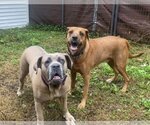 Small #2 Mutt