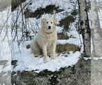 Small #7 Great Pyrenees Mix