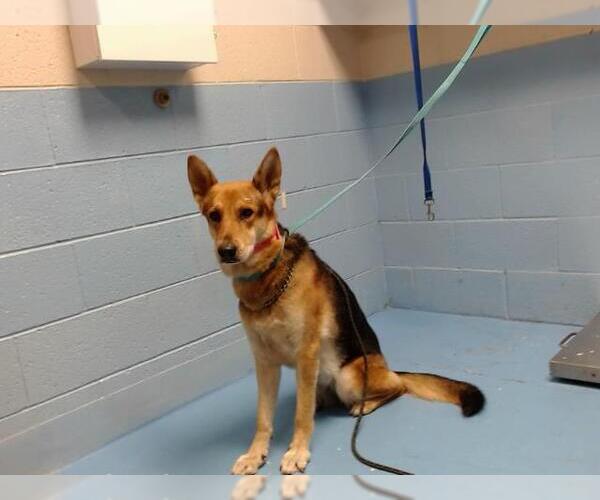 Medium Photo #1 German Shepherd Dog-Unknown Mix Puppy For Sale in Moreno Valley, CA, USA