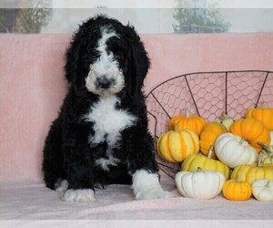 Sheepadoodle Puppy for sale in FREDERICKSBG, OH, USA