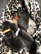 Small Photo #24 Great Dane Puppy For Sale in WARRENSBURG, MO, USA