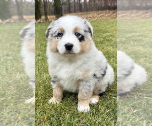Australian Shepherd Puppy for sale in FAIR HAVEN, MI, USA