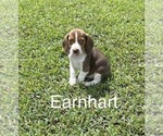 Puppy 4 Beagle