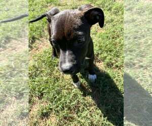 Mutt Dogs for adoption in Woodbury, NY, USA