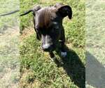 MARRON - Female Mutt Dog for Adoption - Small photo